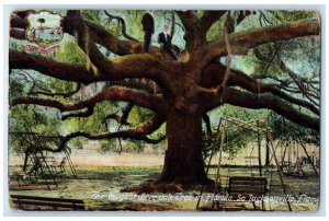 c1910 Largest Live Oak Tree Florida Park Exterior Jacksonville Florida Postcard