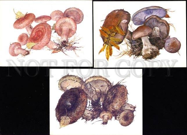 033904 MUSHROOMS Collection of 16 russian colorful cards #3