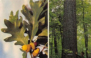 White Oak Tree Unused 