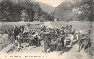 US3084 France Luchon Le Chevrier des Montagnes goat sheepard