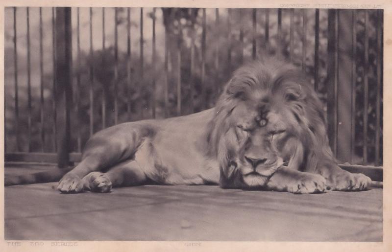 Lion Giant Cat London County Council Reward Postcard Card