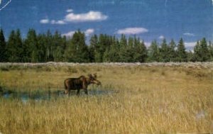 Bull Moose - Misc, Montana MT  