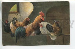 462087 MULLER Mueller HEN Rooster Cock Vintage postcard #216