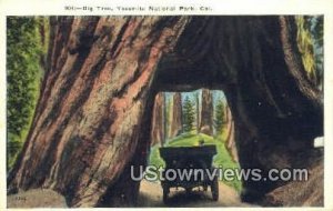 Big Tree - Yosemite National Park, CA