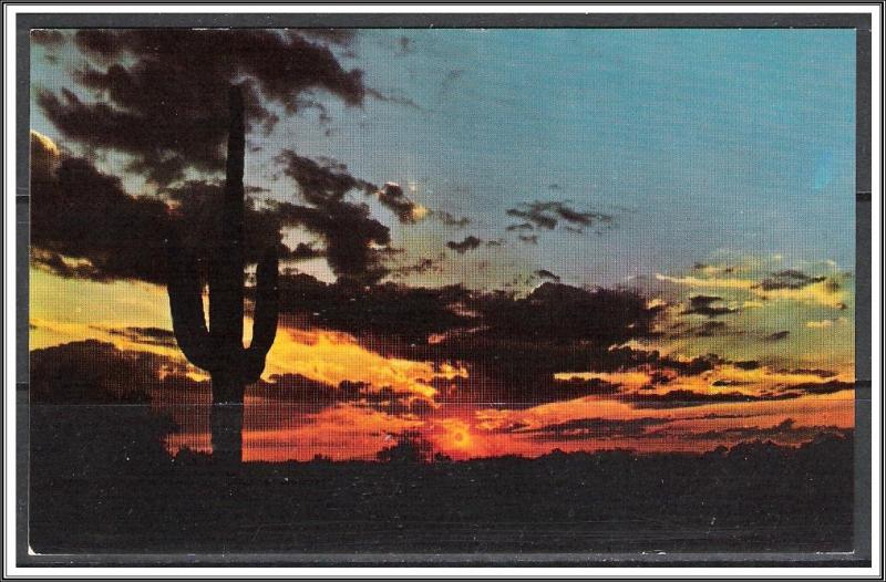 United States - Desert Sunset Saguaro Cactus - [MX-343]