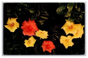 Hibiscus Flower Blossoms UNP Chrome Postcard V23