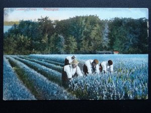 London Sutton WALLINGTON LAVENDER FIELDS c1906 Postcard by Field's Surrey Series