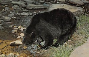 Black Bear Pennsylvania, USA Bear Unused 