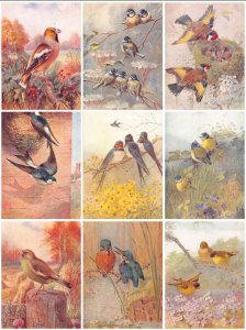 Birds Swallow Birds Flowers Plants etc lot of 9 postcards B891