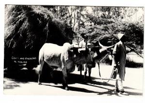 BR101066 real photo cows and farmers n nigeria types folklore costumes  africa