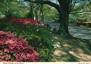 Postcard Garden Trails Spring Costume Formal Gardens Columbia South Carolina SC