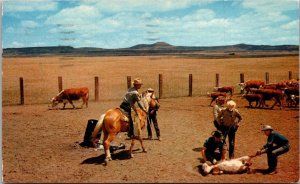 Kansas Branding Calves 1958