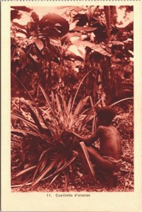 Congo Cueillette d'Ananas Ananas Plant Vintage Postcard 03.83 