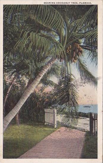 Bearing Cocoanut Tree Florida 1928