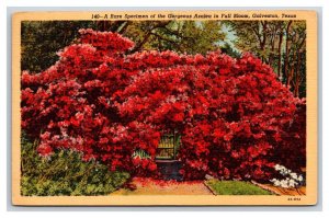 Rare Azalea Blossoms In Galveston Texas TX Linen Postcard E19