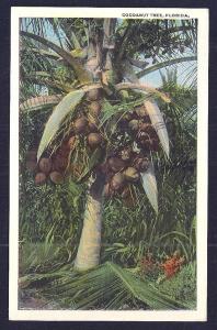 Cocoanut Tree w/Full Load Florida unused c1920's