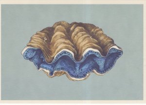 Giant Clam Fish Tridacna Mollusk Family Painting Postcard