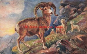 Nora Drummond, Tuck No 3337, In the Rocky Mountains, Rocky Mountain Sheep