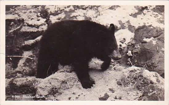 Alaska Black Bear Alaska Real Photo