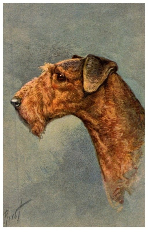 Dog , Airdale  Terrier ,  artist signed