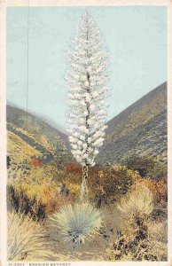 Spanish Bayonet Yucca Dagger Plant 1910c Phostint postcard