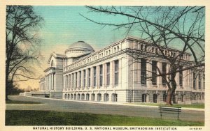 Natural History US National Museum Smithsonian Washington DC Vintage Postcard