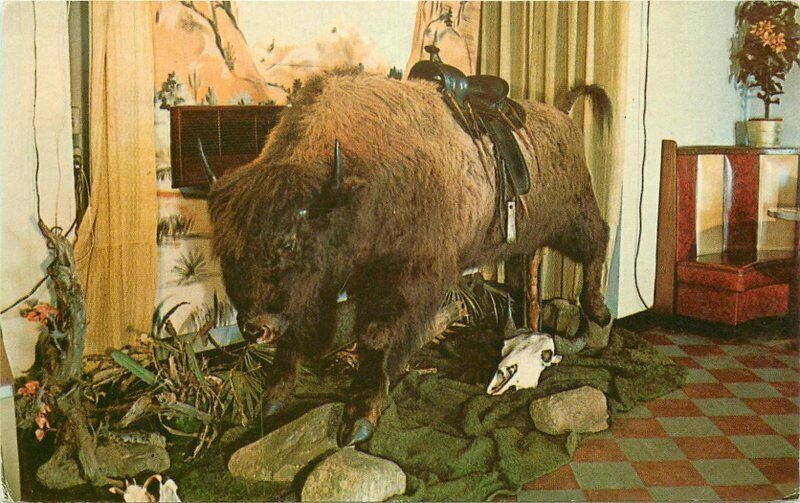 Lockhaven Pennsylvania Buffalo Ranch Restaurant Roadside Postcard 21-8613