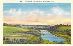 MORRISTOWN, TN Tennessee  STATE FISH HATCHERY Hamblen Co  c1940's Linen Postcard