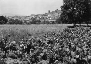 BR53579 Cogolin et ses vignobles      France