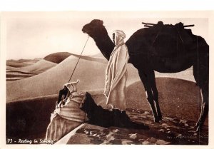 Lot355 resting in sahara africa types camel