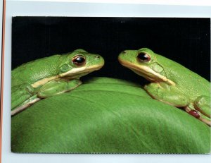 M-25052 Green tree frogs Atchafalaya Swamp Louisiana