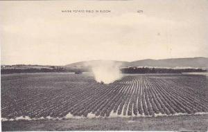 Maine Aroostook County Potato Field In Bloom
