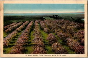 Apple Orchard in Annapolis Valley, Nova Scotia Vintage Postcard B50