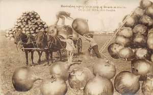Onions Washington, USA 1911 