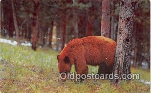 Cinnamon Bear Rocky Mountain Unused 