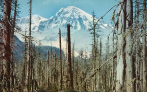 Vintage Postcard Mt. Rainier Washington Through Ghost Forest Near Longmire WA