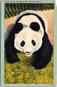 Chicago Illinois ILL, Giant Panda Bear, Brookfield Animal Zoo, Vintage Postcard