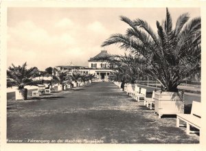 Lot136 palm walkway on the maschsee promenade hannover germany real photo