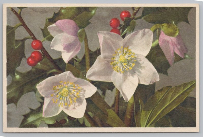 Flowers~Helleborus Niger~Christrose~Poisonous~Thor E Gyger Signed~Vintage PC