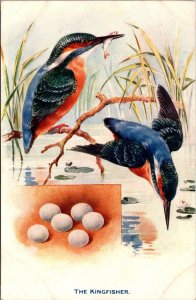 The Kingfisher, Tucks 9218 British Birds and Their Eggs Vintage Postcard A70