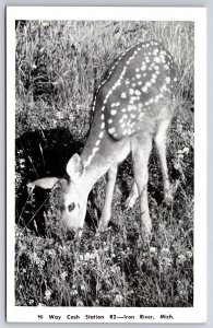 Iron River Michigan~Deer Fawn Grazing @ Hi Way Cash Station R2~Vintage Postcard