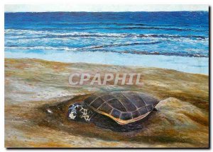Modern Postcard Turtle