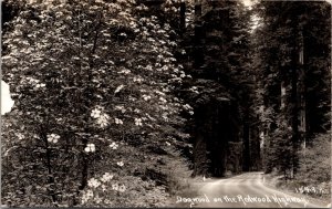 Patterson Real Photo Postcard Dogwood on the Redwood Highway, California