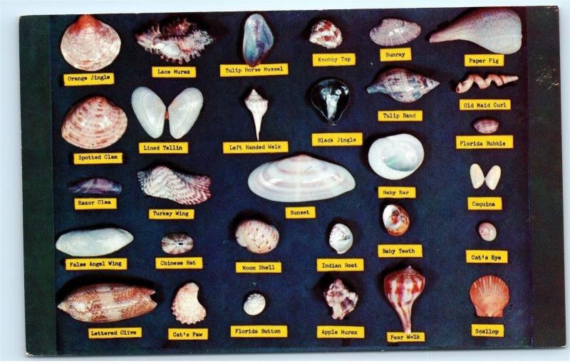 *Florida Beach Sea Shells Identification ID old Vintage Postcard Unposted B52