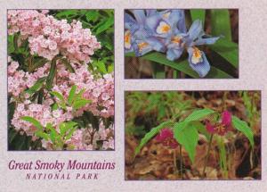 Great Smoky Mountains National Park Wild Flowers