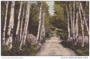 The Birches Monadnock Mountain New Hampshire Handcolored Albertype