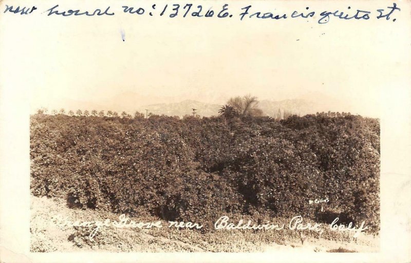 RPPC Orange Grove near Baldwin Park, CA San Gabriel Valley 1949 Vintage Postcard 