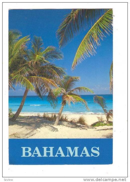 Palm Tree lined beach, Bahamas, PU-1993