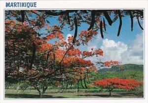 Martinique Flamboyants dur la route du Vauclin