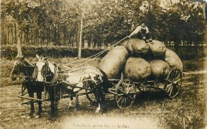 Photographer William H. Martin exaggeration Potatoes Grow Big in Colorado 1908 